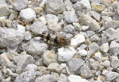 Oedipoda caerulescens