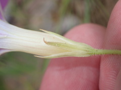 Ipomoea ternifolia leptotoma