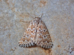 Alvaradoia disjecta