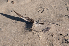 Procellariidae