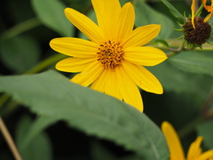Helianthus divaricatus