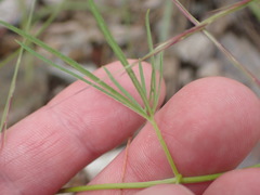 Ipomoea ternifolia leptotoma