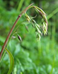 Anticlea occidentalis