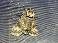 Acronicta megacephala