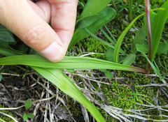 Anticlea occidentalis