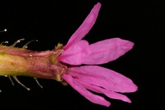 Cuphea carthagenensis