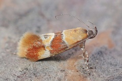 Epicallima bruandella