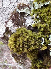 Ulota crispa