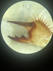 Eremobates suspectus