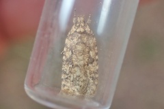 Agonopterix ferocella