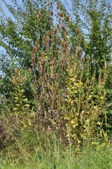 Dipsacus fullonum
