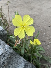 Oenothera elata