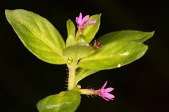 Cuphea carthagenensis