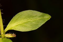 Cuphea carthagenensis