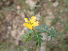 Kallstroemia parviflora