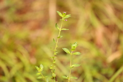 Cuphea carthagenensis