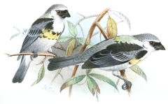 Grey-And-Gold Tanager photo 3