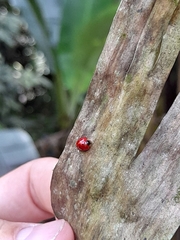 Coccinelloidea