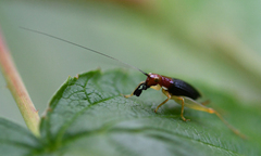 Phyllopalpus pulchellus