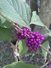 Callicarpa americana