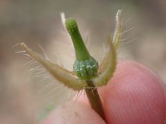 Kallstroemia parviflora
