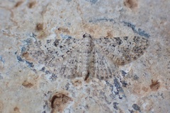 Eupithecia subumbrata