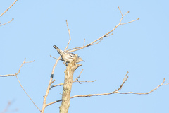 Mniotilta varia