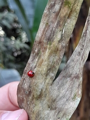 Coccinelloidea