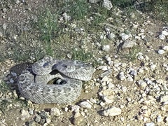 Crotalus atrox
