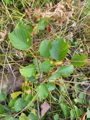 Amelanchier humilis