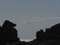 Haematopus ostralegus
