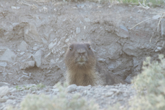 Marmota bobak