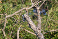Mniotilta varia