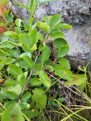 Amelanchier humilis