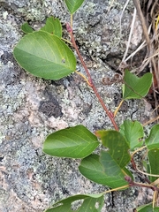 Amelanchier humilis