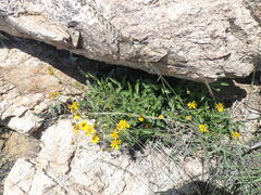 Lasianthaea podocephala