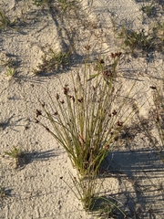 Hellmuthia membranacea