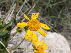 Lasianthaea podocephala