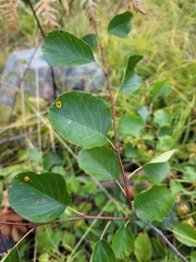 Amelanchier humilis