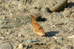 Apatura ilia