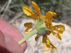 Lasianthaea podocephala