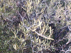 Dodonaea viscosa