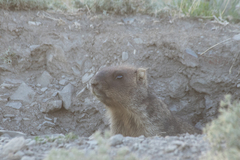 Marmota bobak