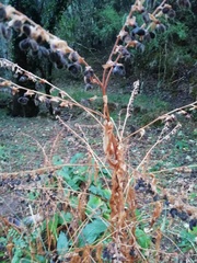 Cynoglossum officinale