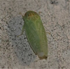 Gyponana