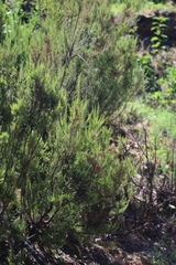 Erica arborea