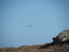 Haematopus ostralegus