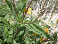 Lasianthaea podocephala