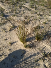 Hellmuthia membranacea