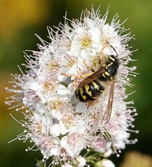 Dolichovespula arenaria
